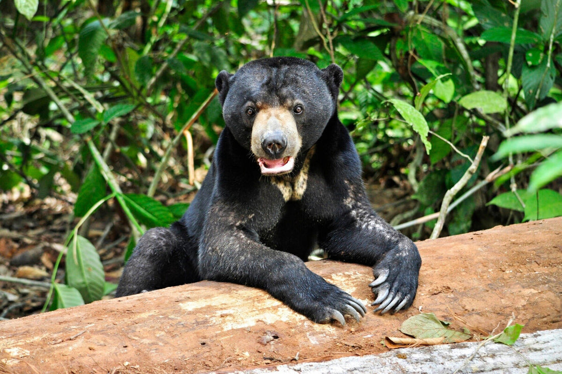 4D3N Selingan Turtle Island & Kinabatangan River Cruise Safari with Sepilok Orangutan & Bornean Sun Bear