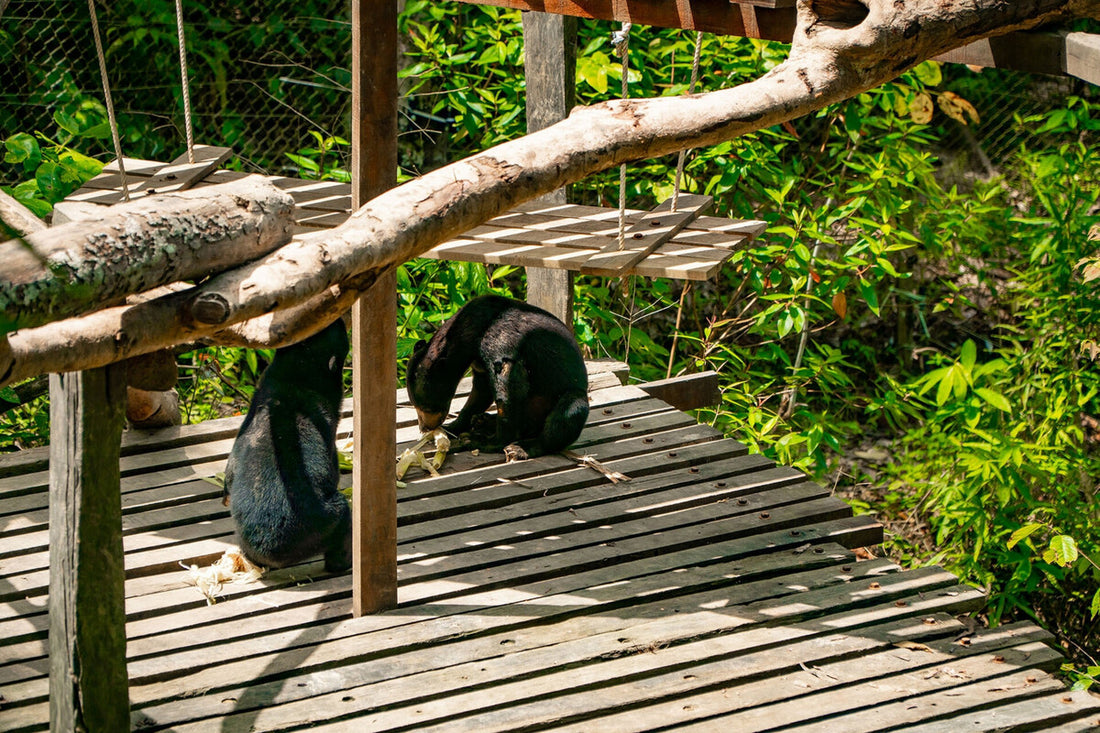 4D3N Selingan Turtle Island & Kinabatangan River Cruise Safari with Sepilok Orangutan & Bornean Sun Bear