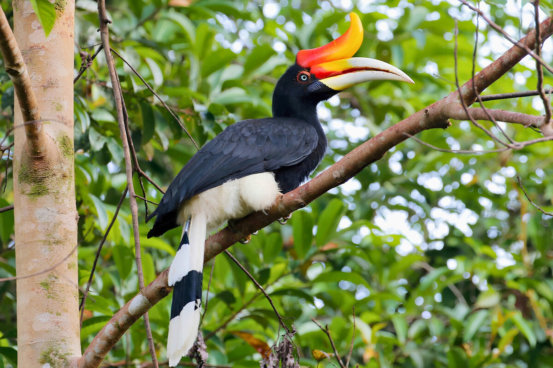 3D2N Kinabatangan River Cruise Safari with Bilit Adventure Lodge Stay