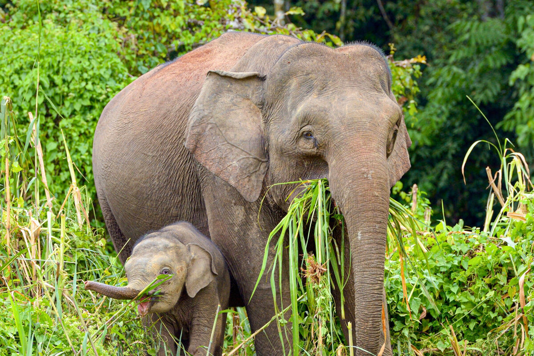 4D3N Selingan Turtle Island & Kinabatangan River Cruise Safari with Sepilok Orangutan & Bornean Sun Bear