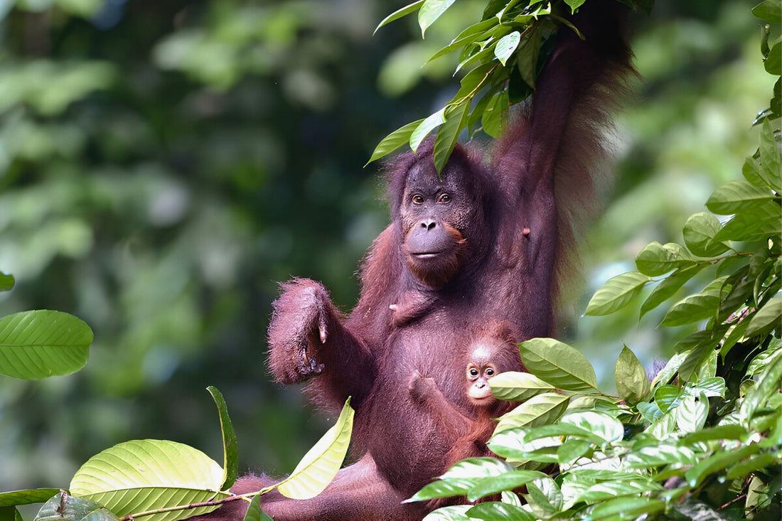 5D4N Selingan Turtle Island & Kinabatangan River Cruise Safari with Sepilok Orangutan & Bornean Sun Bear