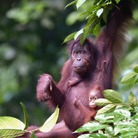 5D4N Selingan Turtle Island & Kinabatangan River Cruise Safari with Sepilok Orangutan & Bornean Sun Bear