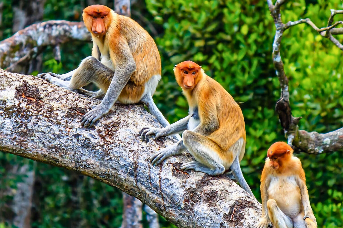 4D3N Selingan Turtle Island & Kinabatangan River Cruise Safari with Sepilok Orangutan & Bornean Sun Bear