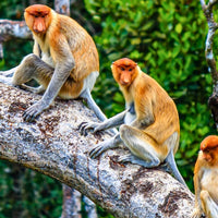 4D3N Selingan Turtle Island & Kinabatangan River Cruise Safari with Sepilok Orangutan & Bornean Sun Bear