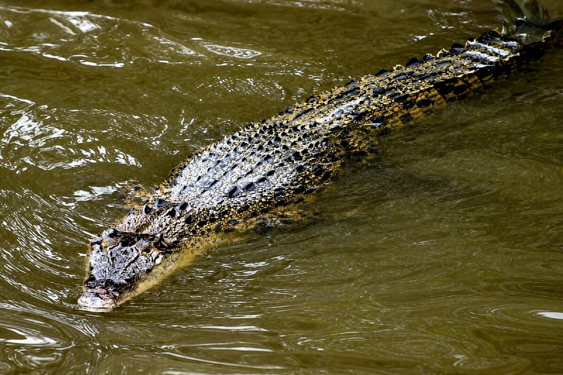 4D3N Selingan Turtle Island & Kinabatangan River Cruise Safari with Sepilok Orangutan & Bornean Sun Bear