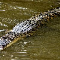 4D3N Selingan Turtle Island & Kinabatangan River Cruise Safari with Sepilok Orangutan & Bornean Sun Bear