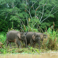 Sandakan - Gomantong Cave & Kinabatangan River Cruise