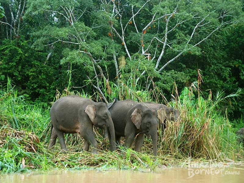 Sandakan - Gomantong Cave & Kinabatangan River Cruise