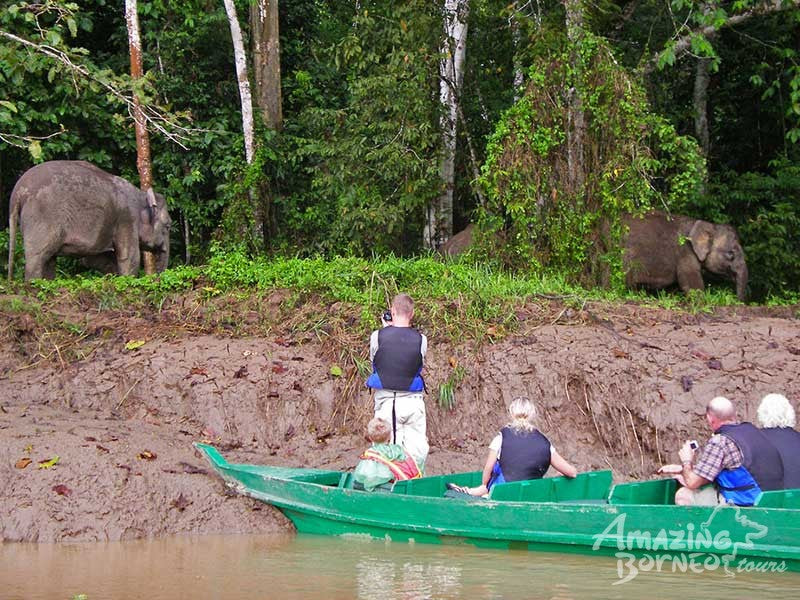 Sandakan - Gomantong Cave & Kinabatangan River Cruise