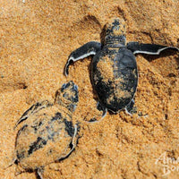 3D2N Selingan Turtle Island & Kinabatangan River Cruise Safari with Sepilok Orangutan & Bornean Sun Bear