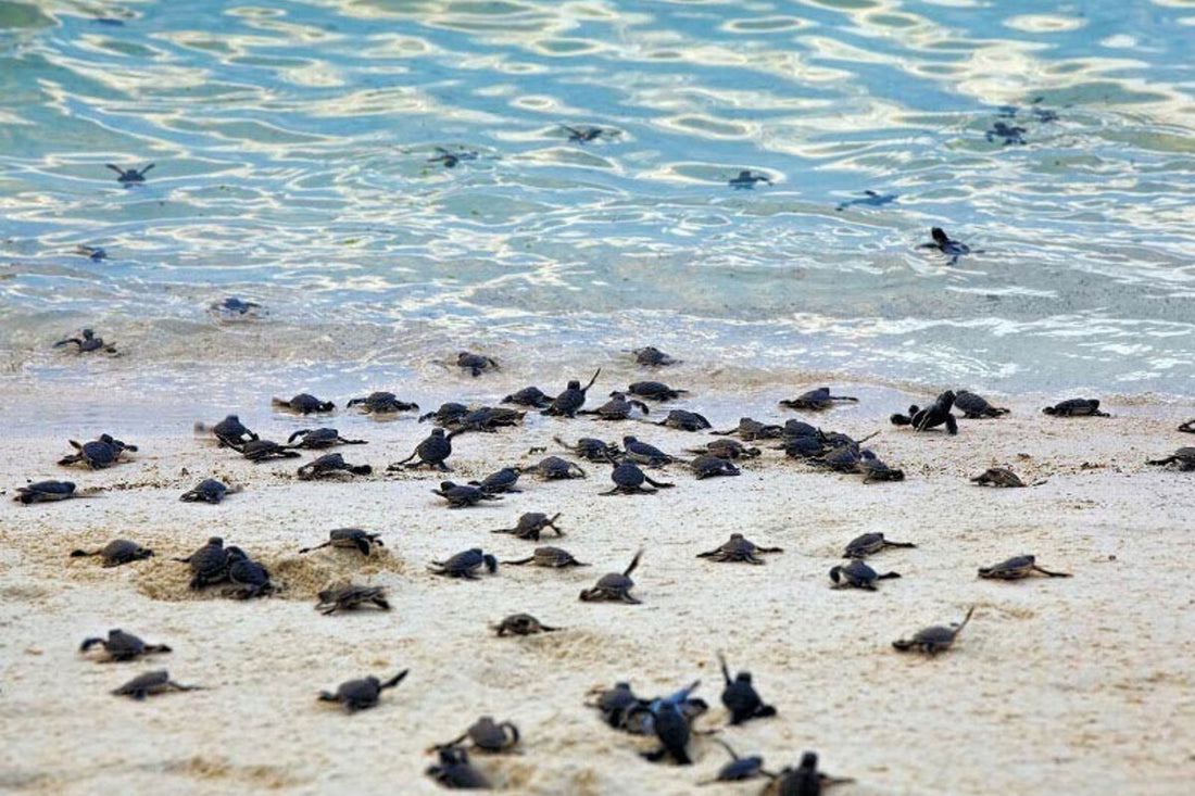 4D3N Selingan Turtle Island & Kinabatangan River Cruise Safari with Sepilok Orangutan & Bornean Sun Bear