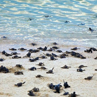 4D3N Selingan Turtle Island & Kinabatangan River Cruise Safari with Sepilok Orangutan & Bornean Sun Bear