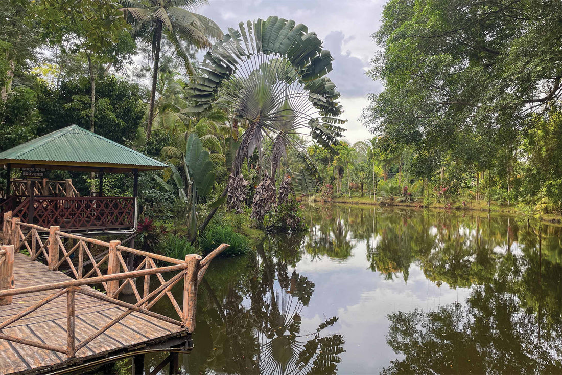 5D4N Selingan Turtle Island & Kinabatangan River Cruise Safari with Sepilok Orangutan & Bornean Sun Bear
