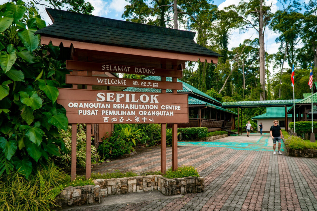 3D2N Selingan Turtle Island & Kinabatangan River Cruise Safari with Sepilok Orangutan & Bornean Sun Bear