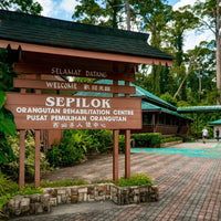 3D2N Selingan Turtle Island & Kinabatangan River Cruise Safari with Sepilok Orangutan & Bornean Sun Bear