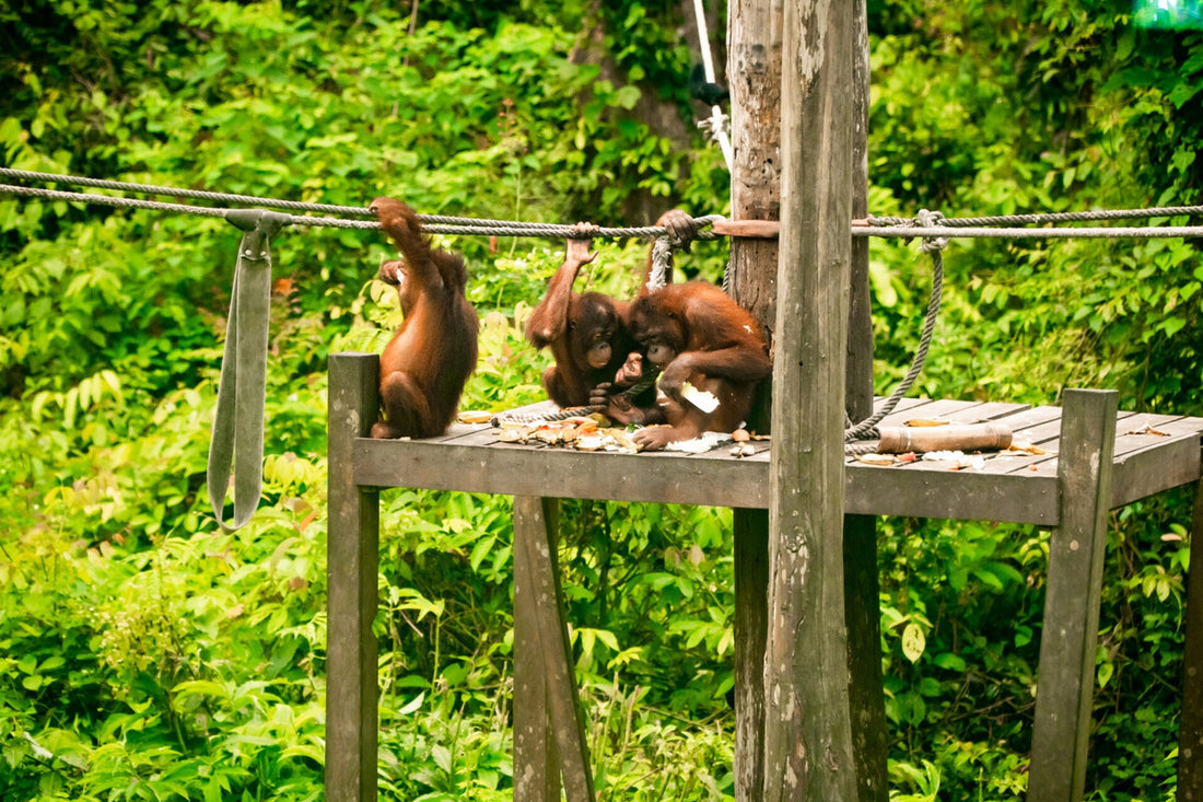 3D2N Bilit Adventure Lodge: Kinabatangan River Cruises, Sepilok Orangutan & Bornean Sun Bear