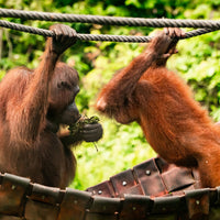 4D3N Selingan Turtle Island & Kinabatangan River Cruise Safari with Sepilok Orangutan & Bornean Sun Bear