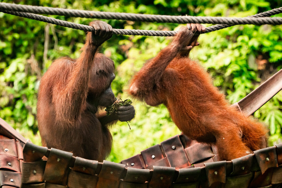 3D2N Selingan Turtle Island & Kinabatangan River Cruise Safari with Sepilok Orangutan & Bornean Sun Bear