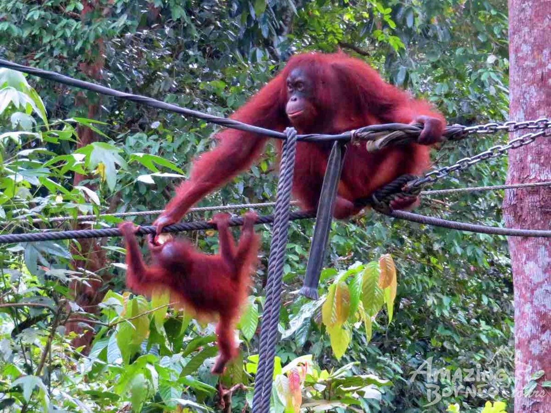 A Journey Through Sabah - 10 Days