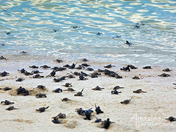 2D1N Sandakan - Selingan Turtle Island Escape